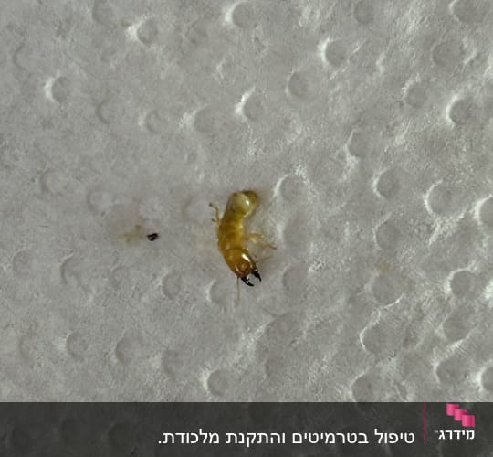 צילום תקריב של טרמיט שנלכד לצורך זיהוי בהדברה